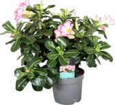 Plant in a Box - Adenium Obesum Pink Star - Roze Woestijnroos - Bloeiende Woestijnroos - Pot 13cm - Hoogte 30-40cm