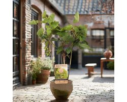 Druivenplant (wit), Vitis Vroege van der Laan op rek, hoogte 60 - 80 cm, zelfbestuivend, winterhard