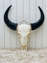 Thaise waterbuffel skull - echte buffel schedel