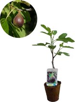Ficus carica 'Brown turkey' | Vijgenboom | Biologisch verteerbare pot