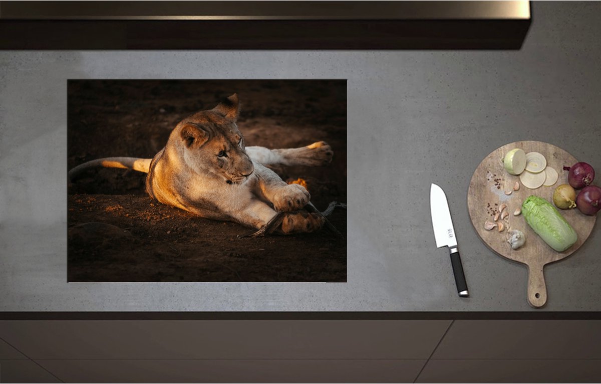Inductieplaat Beschermer - Afrikaanse Vrouwtjes Leeuw Spelend met Stok - 70x51 cm - 2 mm Dik - Inductie Beschermer - Bescherming Inductiekookplaat - Kookplaat Beschermer van Wit Vinyl