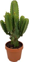 Plant in a Box - Euphorbia Ingens 'cowboycactus' XL - cactus - pot 24cm - hoogte 85-95cm
