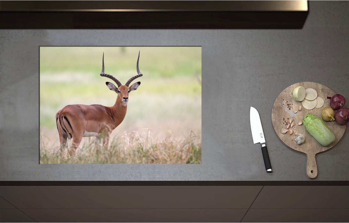 Inductieplaat Beschermer - Aankijkende Impala lopend door Groene Grassen - 70x51 cm - 2 mm Dik - Inductie Beschermer - Bescherming Inductiekookplaat - Kookplaat Beschermer van Wit Vinyl