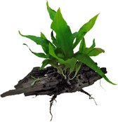 Aquafleur Hout met Microsorum Pteropus | Javavaren | Extra Small Waterplant
