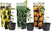 PLANT IN A BOX - Mix' agrumes - Set de 3 agrumes - pot ⌀9 cm - Hauteur ↕ 25-40 cm