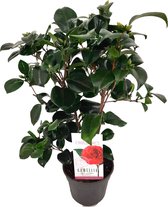 Plant in a Box - Camellia japonica Lady Campbell - Rose du Japon - plant rustique - Pot 15cm - Hauteur 50-60cm