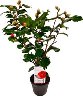 Plant in a Box - Camellia japonica Dr. King - Japanse roos - Camellia plant winterhard - Pot 15cm - Hoogte 50-60cm