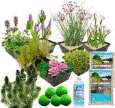 vdvelde.com - Compleet Vijverpakket - M - Roze - Voor 500 - 1.500 L - 4 groepen waterplanten - Plaatsing: -1 tot -100 cm