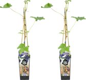 Bloomique - 2x Vitis Vinifera 'Boskoop Glory' - Druivenplant - Blauwe Druiven - Fruitplanten - Tuinplanten - Winterhard - ⌀14 cm - Hoogte 60-70cm