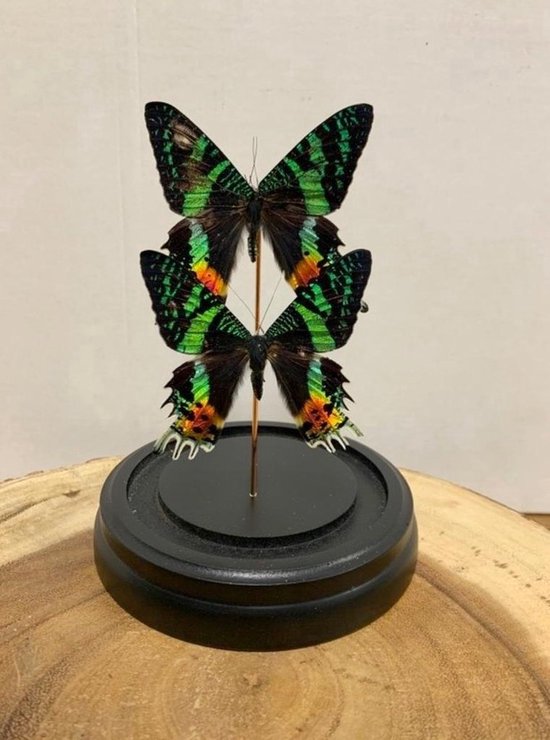 Opgezette Vlinders in Stolp - Vlinder In Glazen Stolp - Vlinderstolp Glas - Groen - 20 cm