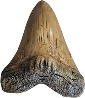 GreatGift - Dent de mégalodon Wit - 14 cm de large - Énorme dent de requin - Dans un emballage cadeau de luxe - Replica