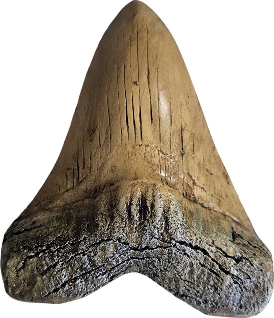 GreatGift - Dent de mégalodon Wit - 14 cm de large - Énorme dent de requin - Dans un emballage cadeau de luxe - Replica