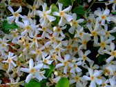 Toscaanse Jasmijn - Trachelospermum jasminoides 9 cm