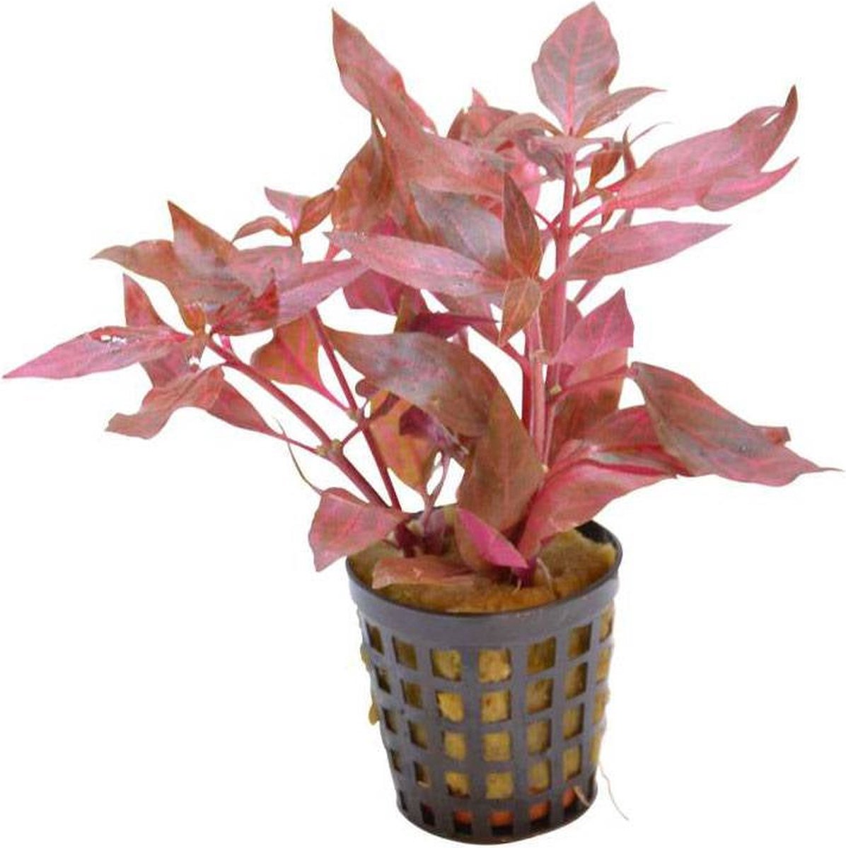 Moerings - 6x Alternanthera cardinalis