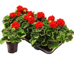 Geranium Staand Rood – Pelargonium Zonale – 6 Stuks – Perkplanten – Rijkbloeiend – Balkonplant – Voor Tuin, Terras en Bloembak