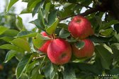 Grote Appelboom | Malus domestica ‘Elstar’ | Hoogstam | 225 – 275 cm | Stamomtrek | 3 jaar