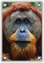 Tuinposter Orang Oetan Aap 40x60cm- Foto op Tuinposter (wanddecoratie voor buiten en binnen)