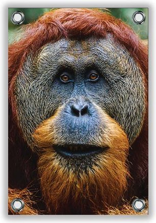 Tuinposter Orang Oetan Aap 40x60cm- Foto op Tuinposter (wanddecoratie voor buiten en binnen)