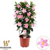 Mandevilla Summerstar, Trompetbloemige Klimplant, Kleur roze, Terrasplant, Balkonplant, Eenjarige Plant,Mandevilla Summerstar Eagel Eye Rek P19 - Ø19cm - 75cm