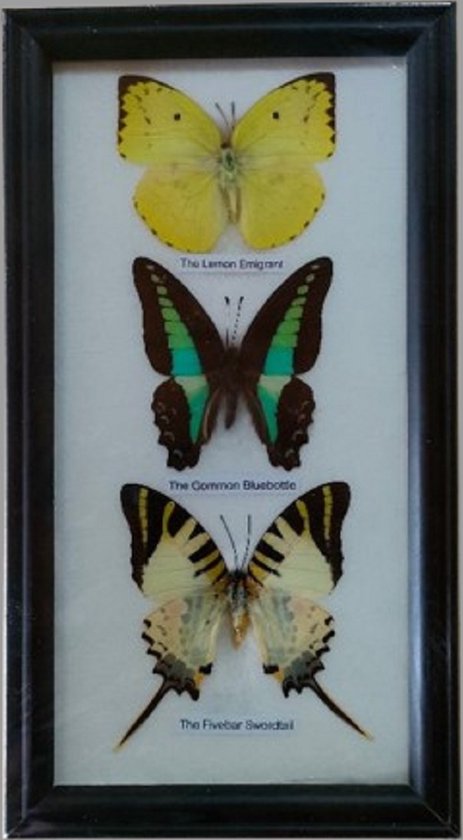 Vlinders vlinder insect fotolijst insecten echte vlinders in lijst