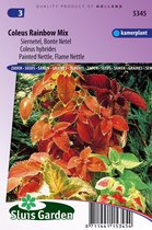 Sluis Garden - Siernetel Rainbow Mix (Coleus blumei)