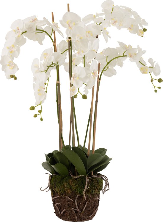 J-Line Orchidee En Terre Plastique Blanc/Vert Extra Large