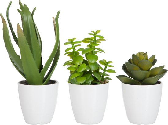 J-Line vetplant/Aloe Vera/Lotus + Pot - kunststof - groen/melamine - small - 3 stuks