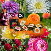 Dahlia Super Mix, 2x pakket van 8 verschillende dahlia s, diversen kleuren, bloembollen, Flowerbulbs