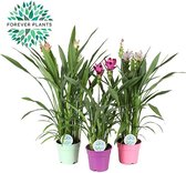 Plantenboetiek.nl | Curcuma Siam Mix | 3 stuks - Ø17cm - 60-65cm hoog - Tuinplant - Multideal
