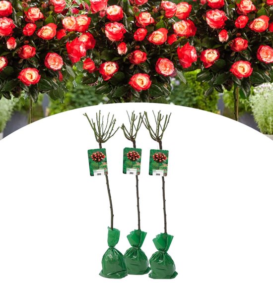 NatureNest - Stamrozen XXL - Rosa - 2-kleurig - 3 stuks - 110-140cm