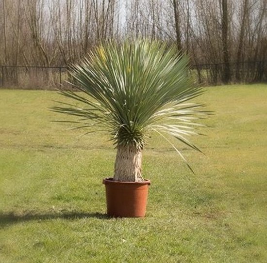 Yucca Rostrata lijst - Palmlelie