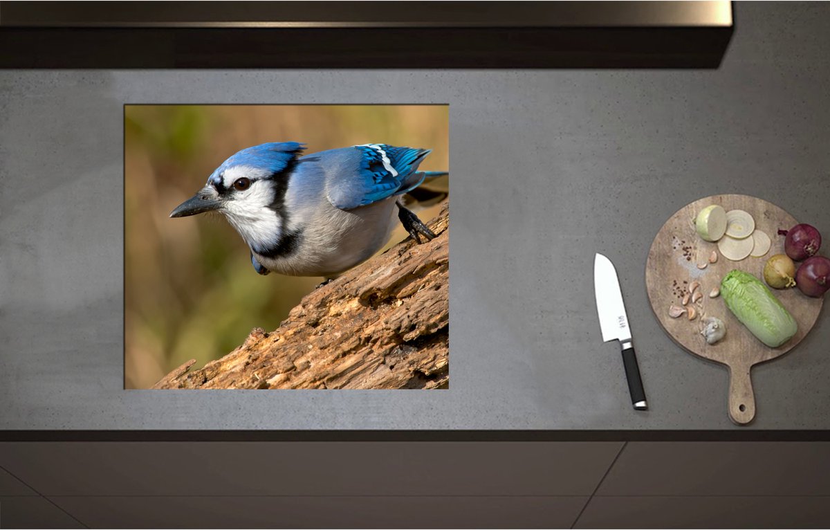 Inductieplaat Beschermer - Blauwe Gaai Vogel Wegvliegend van Boomstronk - 59x52 cm - 2 mm Dik - Inductie Beschermer - Bescherming Inductiekookplaat - Kookplaat Beschermer van Zwart Vinyl