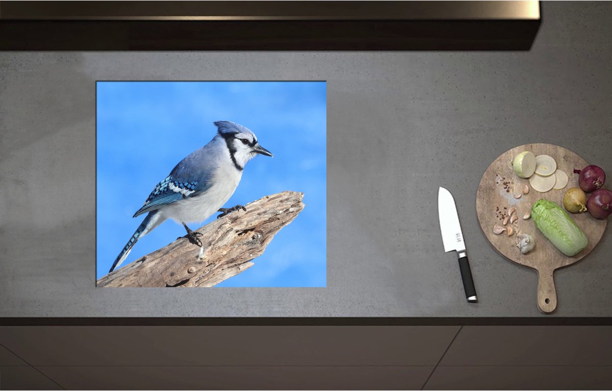 Inductieplaat Beschermer - Blauwe Gaai Vogel zittend op Tak - 57x51 cm - 2 mm Dik - Inductie Beschermer - Bescherming Inductiekookplaat - Kookplaat Beschermer van Wit Vinyl