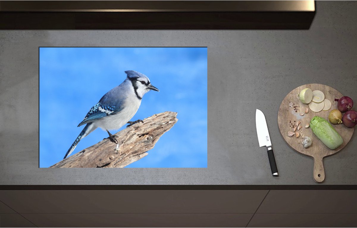 Inductieplaat Beschermer - Blauwe Gaai Vogel zittend op Tak - 71x51 cm - 2 mm Dik - Inductie Beschermer - Bescherming Inductiekookplaat - Kookplaat Beschermer van Wit Vinyl
