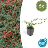 FloraFiesta - Dwermispel / Heester- Cotoneaster dammeri - Set van 6 - Hoogte 15-20cm - Potmaat Ø9cm