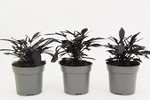 Plant in a Box - Ipomoea batatas - Ipomoea Zoete Aardappel - Set van 3 - Pot 10,5cm - Hoogte 10-15cm