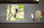 Inductieplaat Beschermer - Blauw met Oranje Shamalijster Vogel zittend op Kleine Tak van Boom - 60x55 cm - 2 mm Dik - Inductie Beschermer - Bescherming Inductiekookplaat - Kookplaat Beschermer van Wit Vinyl
