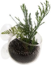 Aqua Della - Aquariumdecoratie - Vissen - Plant Cup Glas 9x6x6cm Transparant - 1st