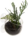 Aqua Della - Aquariumdecoratie - Vissen - Plant Cup Glas 9x6x6cm Transparant - 1st