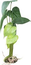 Terra Della - Terrariumplant - Reptielen - Alocasia L - 20x20x45cm Groen - 1st