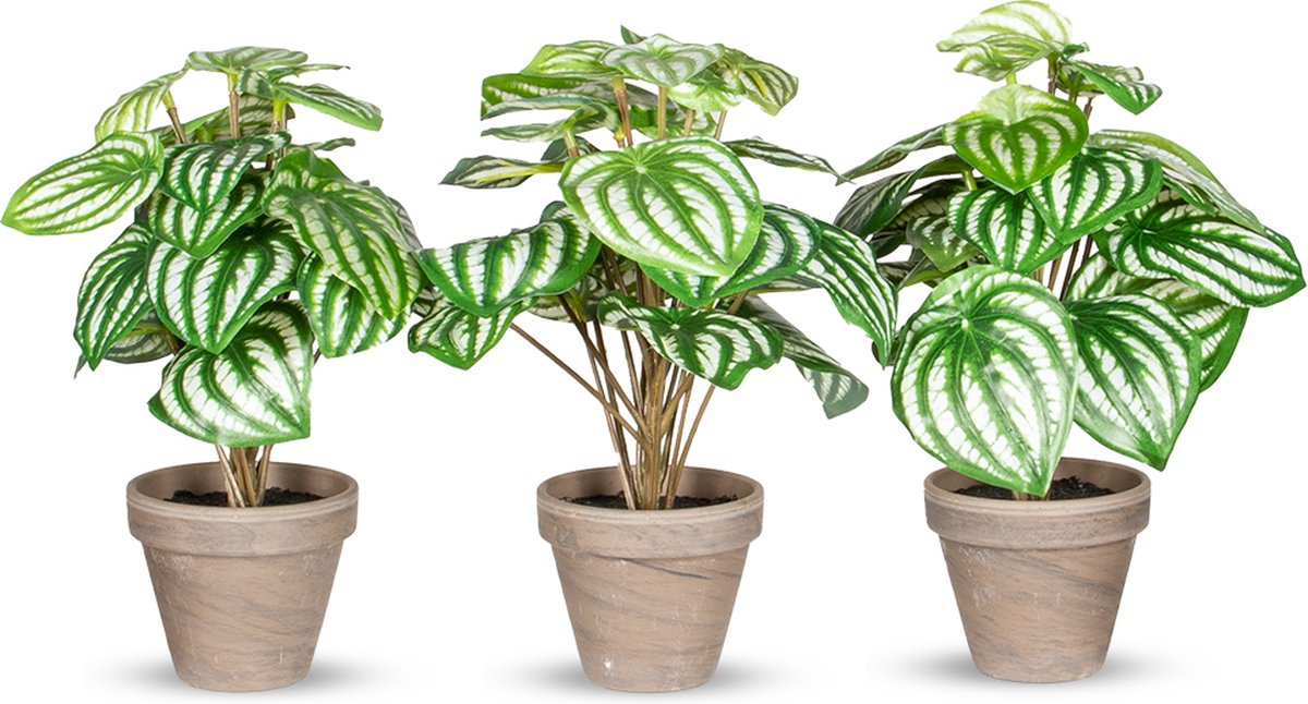 HTT Decorations Kunstplant Peperomia lichtgroen ( 3 stuks)