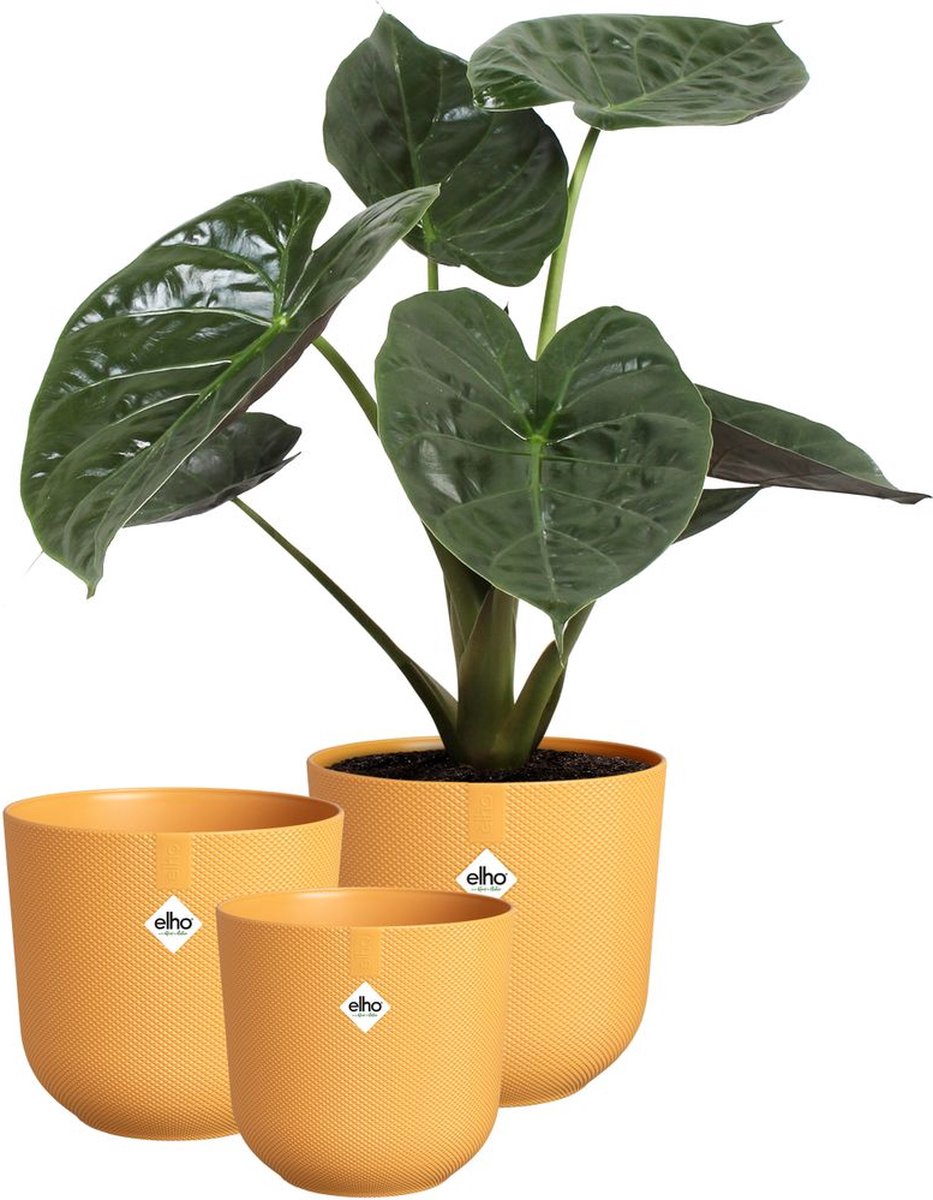 Elho Jazz Rond Bloempotten voor Binnen 100% Gerecycled Plastic Set van 3 Ø 14 16 19 cm Amber Geel