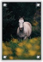 Tuinposter Schimmel / Paard 40x60cm- Foto op Tuinposter (wanddecoratie voor buiten en binnen)
