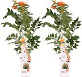 2x -Trompetplant, Klimplant, kleur Oranje/donker oranje, Campsis 'Indian Summer' -↨65cm - Ø15