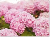 Muurdecoratie buiten Struik - Bloemen - Roze - Hortensia - 160x120 cm - Tuindoek - Buitenposter