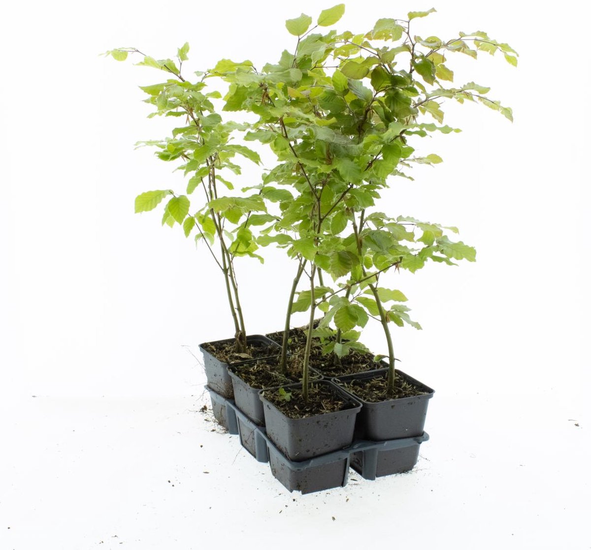 Haagplant Groene Beuk 2 Strekkende Meter 12 Stuks Fagus Sylvatica P9 Plant Tuinplant