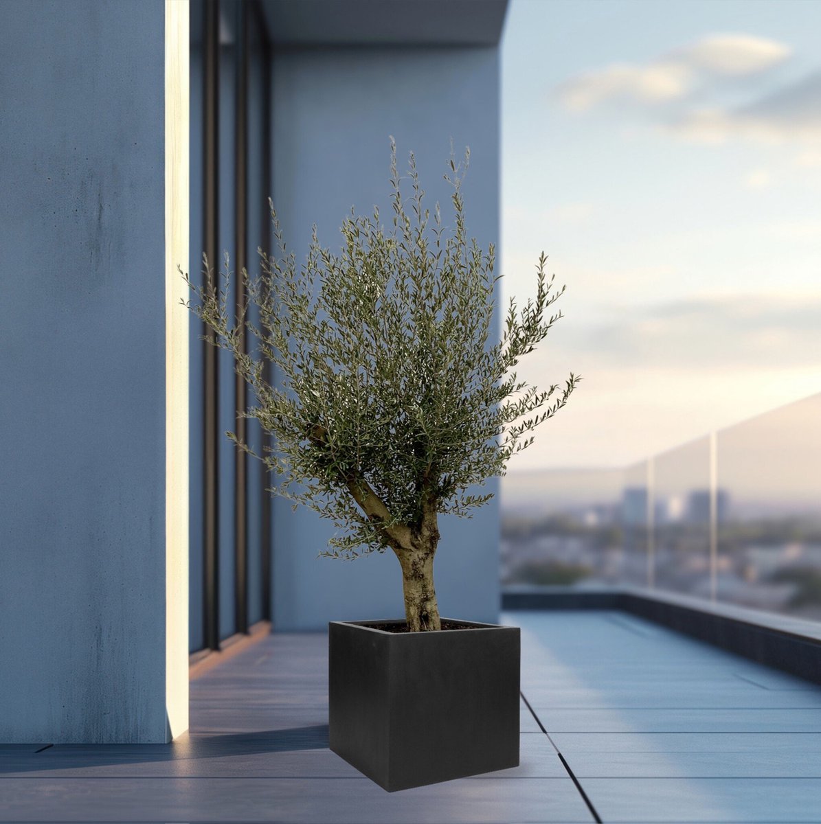 Olijfboom Olea Europaea Lorc vertakt inclusief pot Block - 225cm