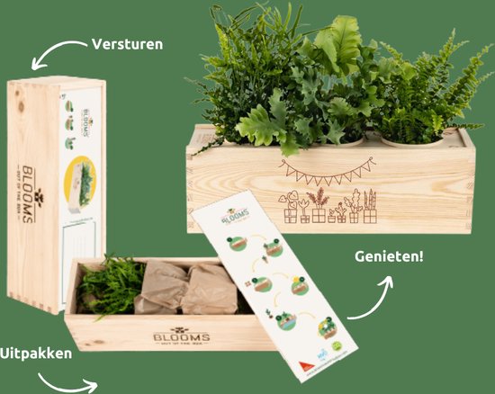 Kamerplanten cadeau – hart onder de riem – met watergeefsysteem - BloomsBox