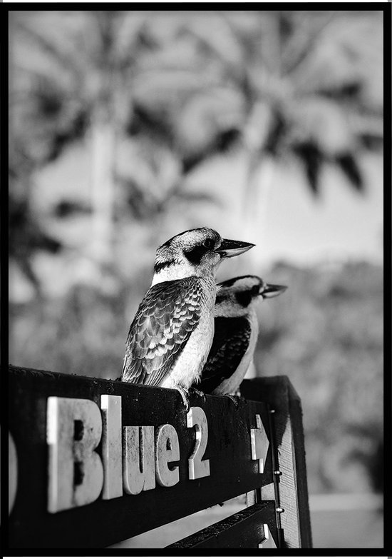 Poster Vogels zwart-wit - Natuur poster - 30x40 cm - inclusief lijst - WALLLL