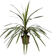 Trendyplants - Cordyline Peko - Tuinplant - Hoogte 80-100 cm - Potmaat Ø24cm